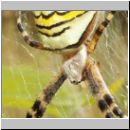 Argiope bruennichi - Wespenspinne 08.jpg